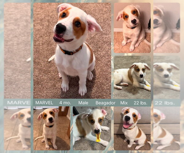 Medium Photo #1 Labrador Retriever-Unknown Mix Puppy For Sale in Mesa, AZ, USA