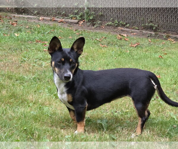 Medium Photo #3 Dachshund-Unknown Mix Puppy For Sale in Arlington, WA, USA