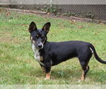 Small #2 Dachshund Mix