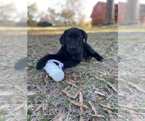 Labrador Retriever Puppy for sale in JACKSONVILLE, GA, USA