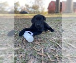 Small Photo #1 Labrador Retriever Puppy For Sale in JACKSONVILLE, GA, USA