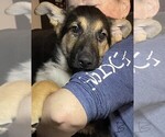 Small #2 German Shepherd Dog