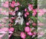 Small Photo #4 Chihuahua Puppy For Sale in SHERMAN, TX, USA