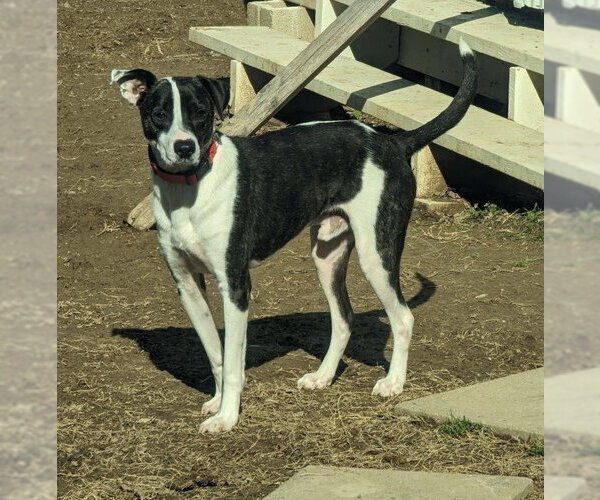 Medium Photo #12 Mutt Puppy For Sale in Munford, TN, USA