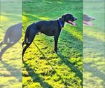 Small Photo #5 Lab-Pointer Puppy For Sale in Chandler, AZ, USA