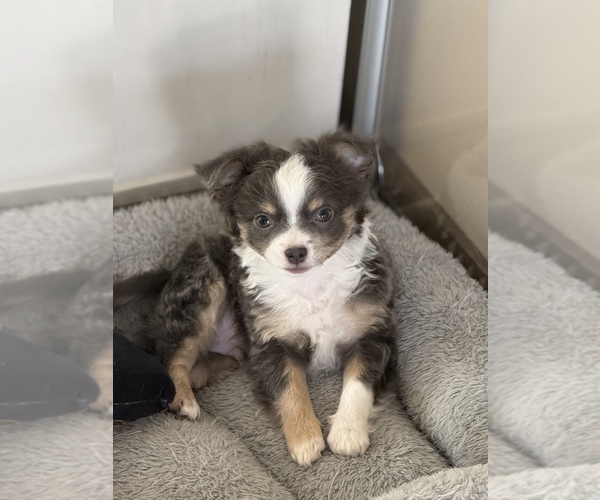 Medium Photo #6 Chihuahua Puppy For Sale in MARCUS, IA, USA