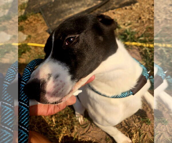 Medium Photo #3 Mutt Puppy For Sale in Jackson, MS, USA