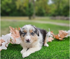 Australian Shepherd Puppy for sale in INDIANAPOLIS, IN, USA