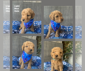 Goldendoodle Puppy for sale in FRANKLIN, OH, USA