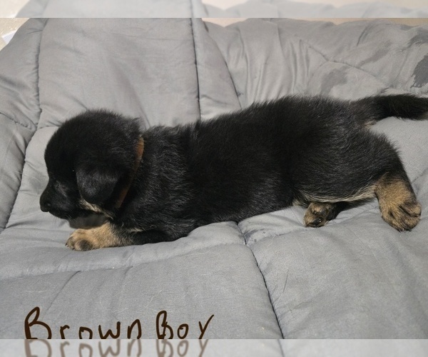 Medium Photo #8 German Shepherd Dog Puppy For Sale in APACHE JUNCTION, AZ, USA