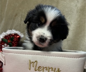 Medium Miniature Australian Shepherd