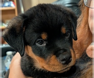 Rottweiler Puppy for sale in PHOENIX, AZ, USA