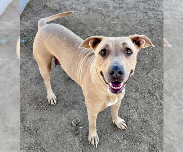 Medium Photo #1 Labrador Retriever-Unknown Mix Puppy For Sale in Bakersfield, CA, USA