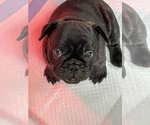 Puppy 2 French Bulldog