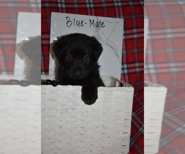 Medium Photo #7 Shepradors Puppy For Sale in MARYSVILLE, OH, USA