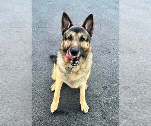 German Shepherd Dog Dogs for adoption in Plantation, FL, USA