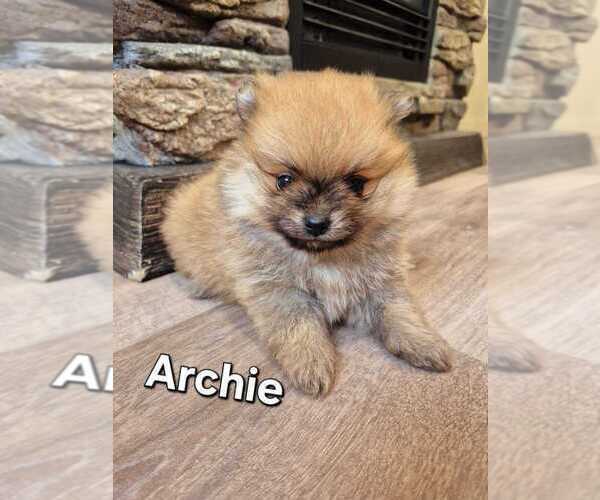 Medium Photo #4 Pomeranian Puppy For Sale in Winnipeg, Manitoba, Canada