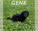 Small #2 Shih-Poo