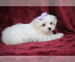 Small #4 Maltese