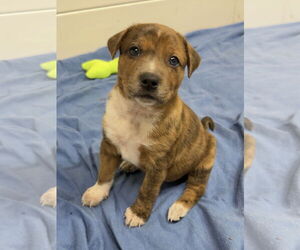 Catahoula Leopard Dog-Unknown Mix Dogs for adoption in Green Forest, AR, USA