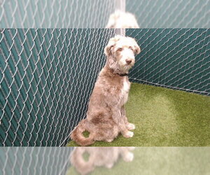 Gerberian Shepsky Dogs for adoption in Downey, CA, USA