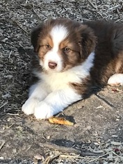 Australian Shepherd Puppy for sale in LOGANVILLE, GA, USA