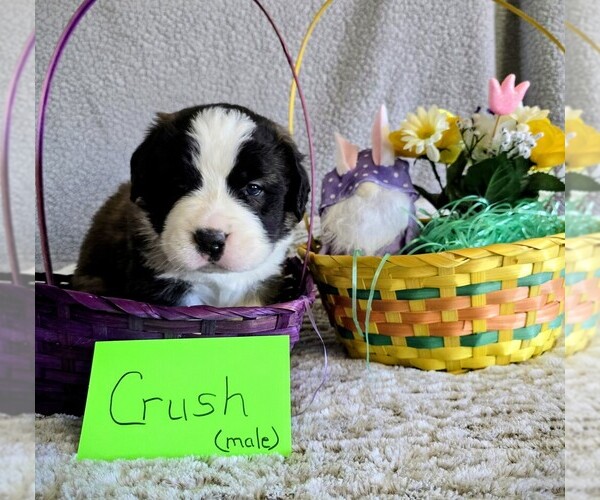 Medium Photo #2 Saint Bernard Puppy For Sale in CONVOY, OH, USA