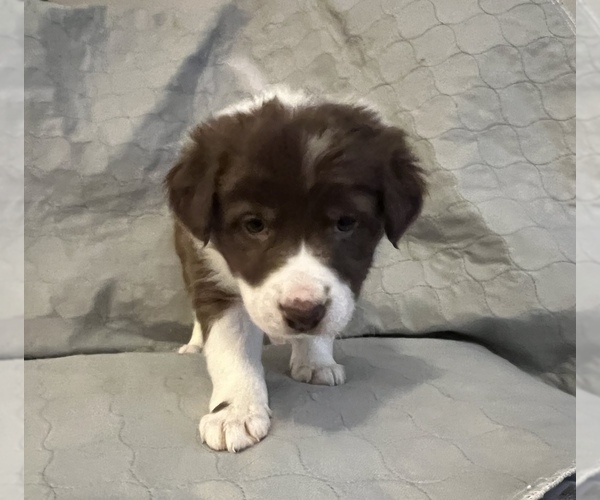 Full screen Photo #3 Border Collie Puppy For Sale in BERRIEN SPRINGS, MI, USA