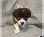 Small Photo #3 Border Collie Puppy For Sale in BERRIEN SPRINGS, MI, USA