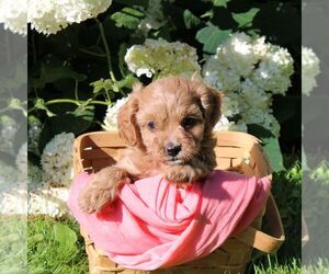 Cavapoo Puppy for sale in THORP, WI, USA