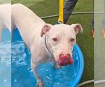 Small American Pit Bull Terrier Mix