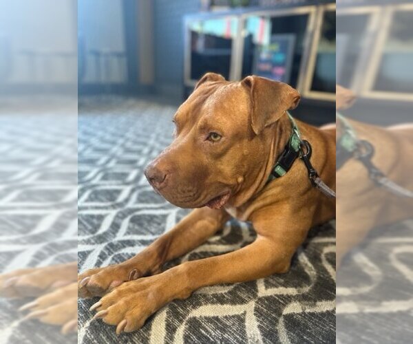 Medium Photo #2  Puppy For Sale in , 