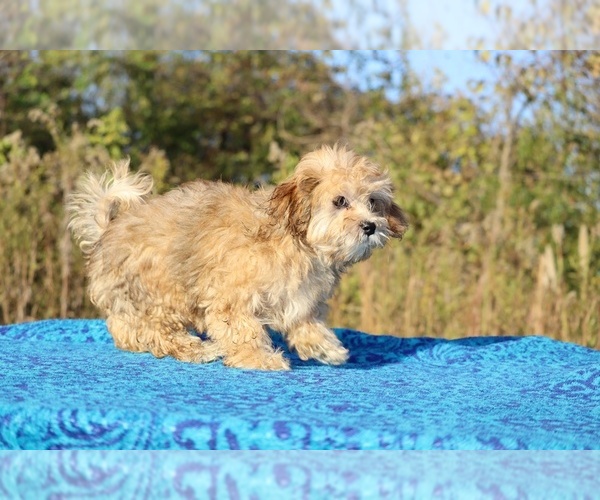 Medium Photo #6 ShihPoo Puppy For Sale in DYERSBURG, TN, USA