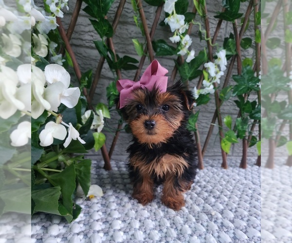 Medium Photo #2 Yorkshire Terrier Puppy For Sale in INDIANAPOLIS, IN, USA