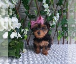 Small #1 Yorkshire Terrier