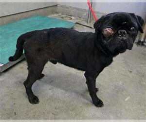 Pug Dogs for adoption in Camarillo, CA, USA