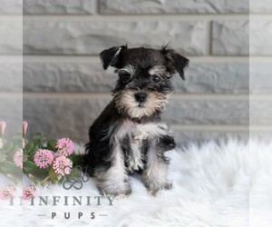 Schnauzer (Miniature) Puppy for sale in MIFFLINBURG, PA, USA