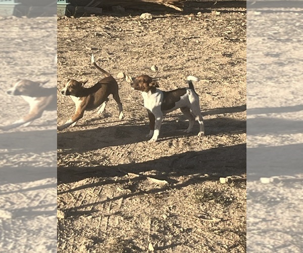 Medium Photo #16 Rat Terrier Puppy For Sale in DORA, MO, USA