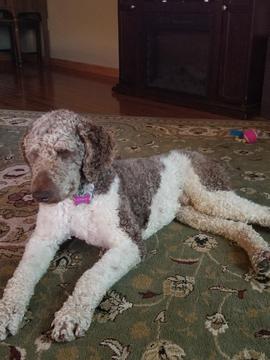 Medium Photo #1 Poodle (Standard) Puppy For Sale in OZARK, MO, USA