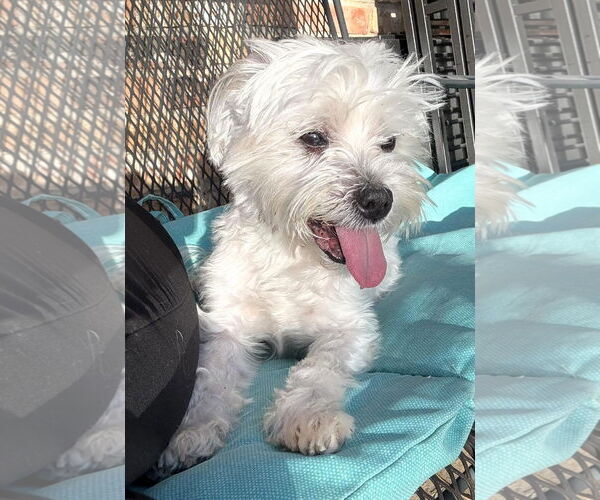 Medium Photo #12 Maltese Puppy For Sale in Boonton, NJ, USA