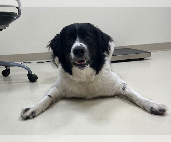 Medium Photo #3 Border Collie-Great Pyrenees Mix Puppy For Sale in Webster, WI, USA