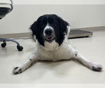 Small #2 Border Collie-Great Pyrenees Mix