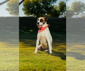 LAUREL - Female Treeing Walker Coonhound Dog for Adoption - Photo #4
