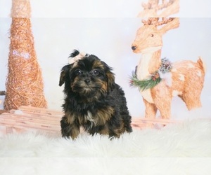 YorkiePoo Puppy for sale in WARSAW, IN, USA