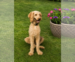 Small Labradoodle