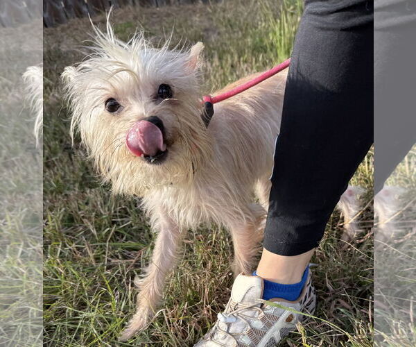 Medium Photo #4 Mutt Puppy For Sale in Sanford, FL, USA