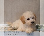 Small #3 Poochon