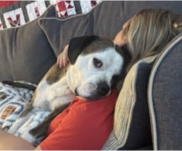 Medium Photo #9 American Pit Bull Terrier-Unknown Mix Puppy For Sale in Germantown, OH, USA