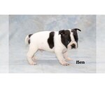 Small Photo #13 Boston Terrier Puppy For Sale in CLARE, MI, USA