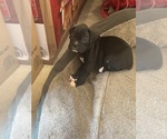 Puppy Puppy 1 Betty Boxer